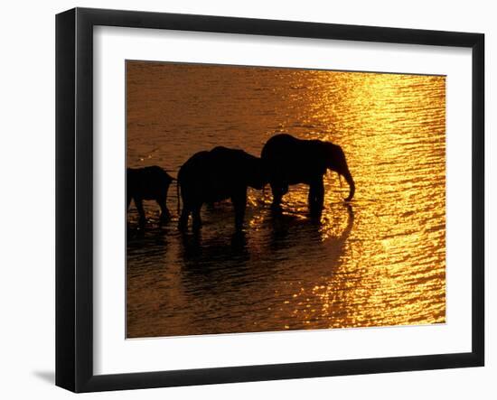 African Elephants, Okavango Delta, Botswana-Pete Oxford-Framed Premium Photographic Print