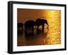 African Elephants, Okavango Delta, Botswana-Pete Oxford-Framed Premium Photographic Print