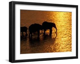 African Elephants, Okavango Delta, Botswana-Pete Oxford-Framed Premium Photographic Print