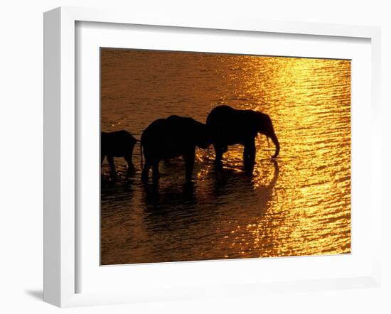 African Elephants, Okavango Delta, Botswana-Pete Oxford-Framed Premium Photographic Print