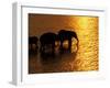 African Elephants, Okavango Delta, Botswana-Pete Oxford-Framed Premium Photographic Print