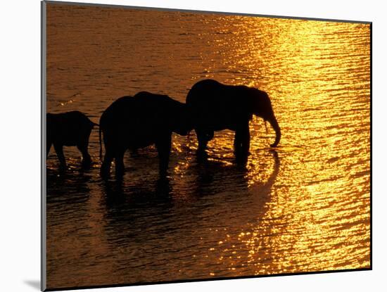 African Elephants, Okavango Delta, Botswana-Pete Oxford-Mounted Premium Photographic Print