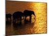 African Elephants, Okavango Delta, Botswana-Pete Oxford-Mounted Premium Photographic Print