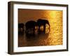 African Elephants, Okavango Delta, Botswana-Pete Oxford-Framed Photographic Print