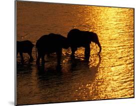 African Elephants, Okavango Delta, Botswana-Pete Oxford-Mounted Photographic Print