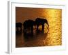 African Elephants, Okavango Delta, Botswana-Pete Oxford-Framed Photographic Print