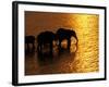 African Elephants, Okavango Delta, Botswana-Pete Oxford-Framed Photographic Print