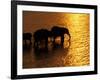 African Elephants, Okavango Delta, Botswana-Pete Oxford-Framed Photographic Print