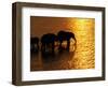 African Elephants, Okavango Delta, Botswana-Pete Oxford-Framed Photographic Print