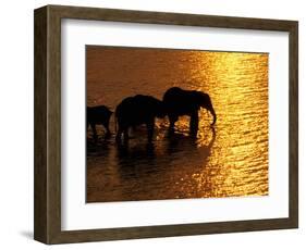 African Elephants, Okavango Delta, Botswana-Pete Oxford-Framed Photographic Print