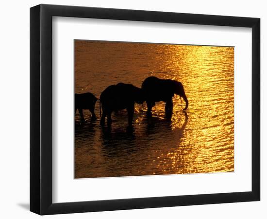 African Elephants, Okavango Delta, Botswana-Pete Oxford-Framed Photographic Print