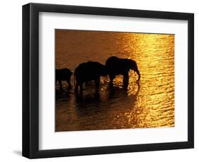 African Elephants, Okavango Delta, Botswana-Pete Oxford-Framed Photographic Print