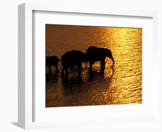 African Elephants, Okavango Delta, Botswana-Pete Oxford-Framed Photographic Print