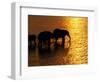 African Elephants, Okavango Delta, Botswana-Pete Oxford-Framed Photographic Print