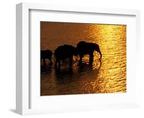 African Elephants, Okavango Delta, Botswana-Pete Oxford-Framed Photographic Print