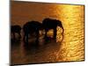 African Elephants, Okavango Delta, Botswana-Pete Oxford-Mounted Photographic Print