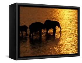 African Elephants, Okavango Delta, Botswana-Pete Oxford-Framed Stretched Canvas