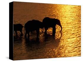 African Elephants, Okavango Delta, Botswana-Pete Oxford-Stretched Canvas