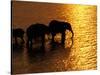 African Elephants, Okavango Delta, Botswana-Pete Oxford-Stretched Canvas