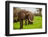 African Elephants on Safari, Mizumi Safari Park, Tanzania, East Africa, Africa-Laura Grier-Framed Photographic Print