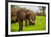 African Elephants on Safari, Mizumi Safari Park, Tanzania, East Africa, Africa-Laura Grier-Framed Photographic Print