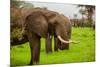 African Elephants on Safari, Mizumi Safari Park, Tanzania, East Africa, Africa-Laura Grier-Mounted Photographic Print