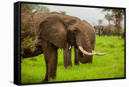 African Elephants on Safari, Mizumi Safari Park, Tanzania, East Africa, Africa-Laura Grier-Framed Stretched Canvas