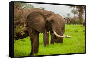 African Elephants on Safari, Mizumi Safari Park, Tanzania, East Africa, Africa-Laura Grier-Framed Stretched Canvas