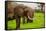 African Elephants on Safari, Mizumi Safari Park, Tanzania, East Africa, Africa-Laura Grier-Framed Stretched Canvas