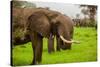 African Elephants on Safari, Mizumi Safari Park, Tanzania, East Africa, Africa-Laura Grier-Stretched Canvas