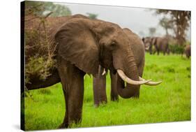 African Elephants on Safari, Mizumi Safari Park, Tanzania, East Africa, Africa-Laura Grier-Stretched Canvas