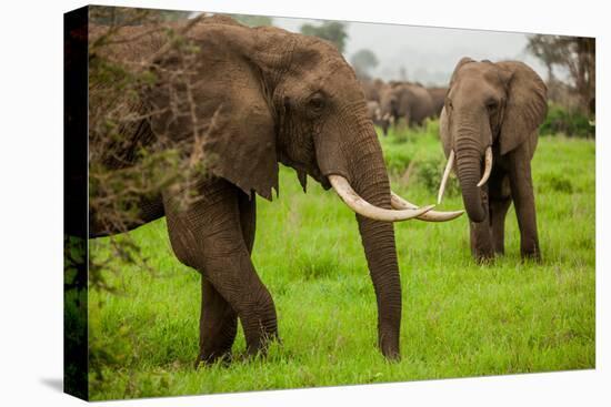 African Elephants on Safari, Mizumi Safari Park, Tanzania, East Africa, Africa-Laura Grier-Stretched Canvas