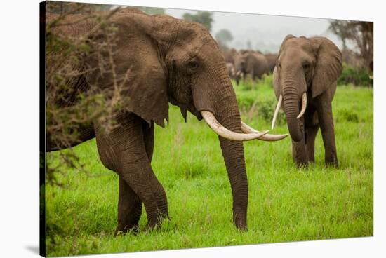 African Elephants on Safari, Mizumi Safari Park, Tanzania, East Africa, Africa-Laura Grier-Stretched Canvas