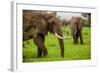 African Elephants on Safari, Mizumi Safari Park, Tanzania, East Africa, Africa-Laura Grier-Framed Photographic Print