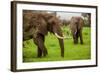 African Elephants on Safari, Mizumi Safari Park, Tanzania, East Africa, Africa-Laura Grier-Framed Photographic Print