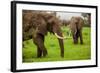 African Elephants on Safari, Mizumi Safari Park, Tanzania, East Africa, Africa-Laura Grier-Framed Photographic Print