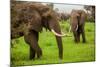 African Elephants on Safari, Mizumi Safari Park, Tanzania, East Africa, Africa-Laura Grier-Mounted Photographic Print