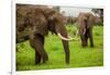 African Elephants on Safari, Mizumi Safari Park, Tanzania, East Africa, Africa-Laura Grier-Framed Photographic Print