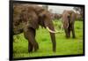 African Elephants on Safari, Mizumi Safari Park, Tanzania, East Africa, Africa-Laura Grier-Framed Photographic Print