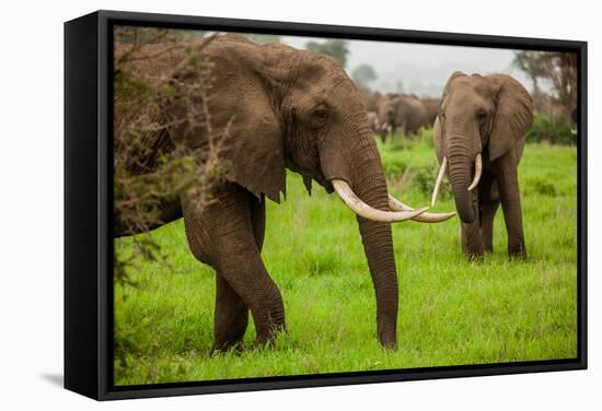 African Elephants on Safari, Mizumi Safari Park, Tanzania, East Africa, Africa-Laura Grier-Framed Stretched Canvas