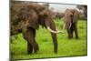 African Elephants on Safari, Mizumi Safari Park, Tanzania, East Africa, Africa-Laura Grier-Mounted Photographic Print