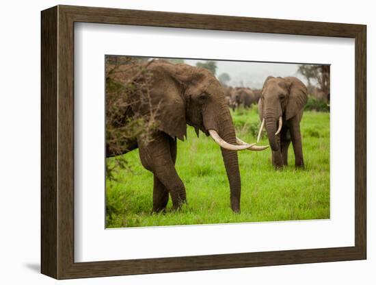 African Elephants on Safari, Mizumi Safari Park, Tanzania, East Africa, Africa-Laura Grier-Framed Photographic Print