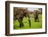 African Elephants on Safari, Mizumi Safari Park, Tanzania, East Africa, Africa-Laura Grier-Framed Photographic Print