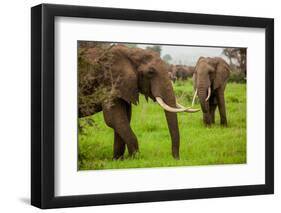 African Elephants on Safari, Mizumi Safari Park, Tanzania, East Africa, Africa-Laura Grier-Framed Photographic Print
