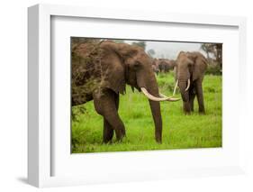 African Elephants on Safari, Mizumi Safari Park, Tanzania, East Africa, Africa-Laura Grier-Framed Photographic Print