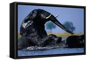 African Elephants Playing in River-Paul Souders-Framed Stretched Canvas