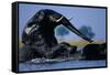 African Elephants Playing in River-Paul Souders-Framed Stretched Canvas