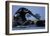 African Elephants Playing in River-Paul Souders-Framed Photographic Print