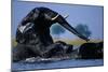 African Elephants Playing in River-Paul Souders-Mounted Photographic Print