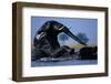 African Elephants Playing in River-Paul Souders-Framed Photographic Print